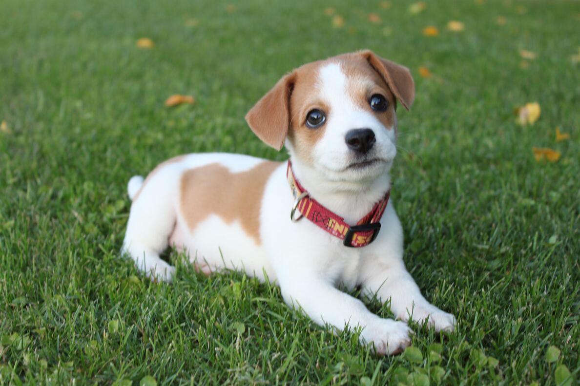 Come addestrare il tuo cane a fare i bisogni fuori casa - SuperCucciolo