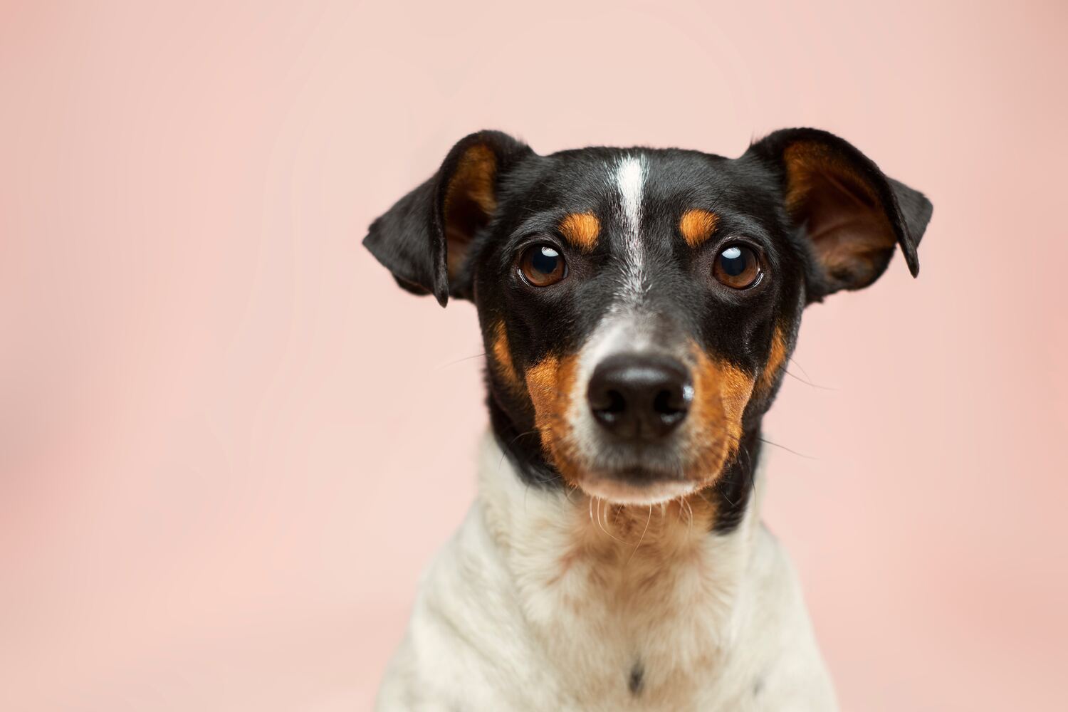 Cosa fare quando si lascia il cane solo a casa? - SuperCucciolo