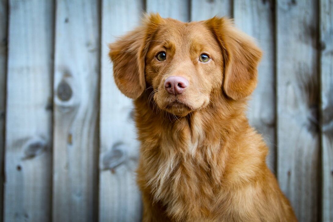Cura del pelo nel cane: Suggerimenti per mantenere il mantello lucente - SuperCucciolo