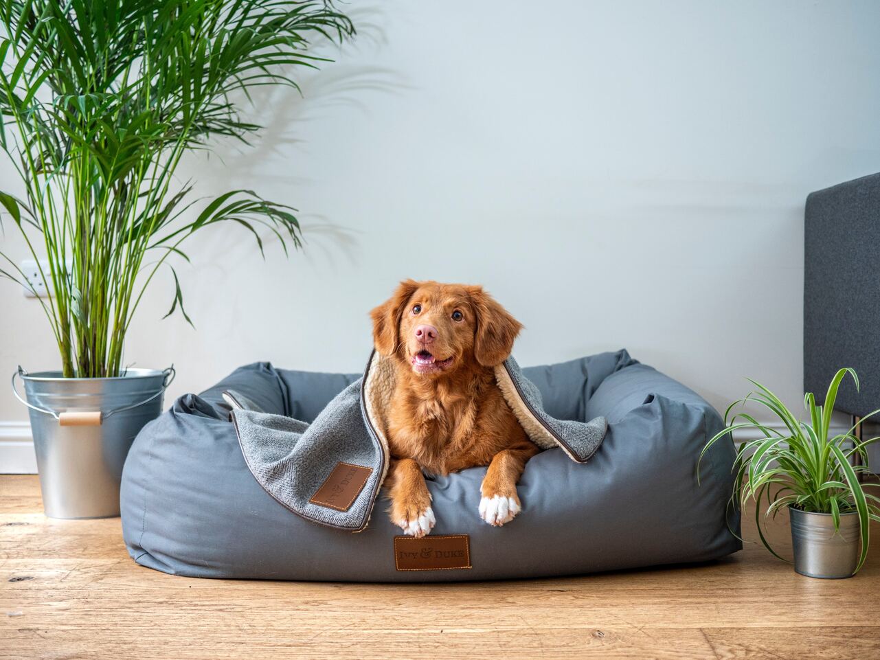 Guida alla cuccia perfetta per il tuo cane: Dimensioni, Materiali e Stile - SuperCucciolo