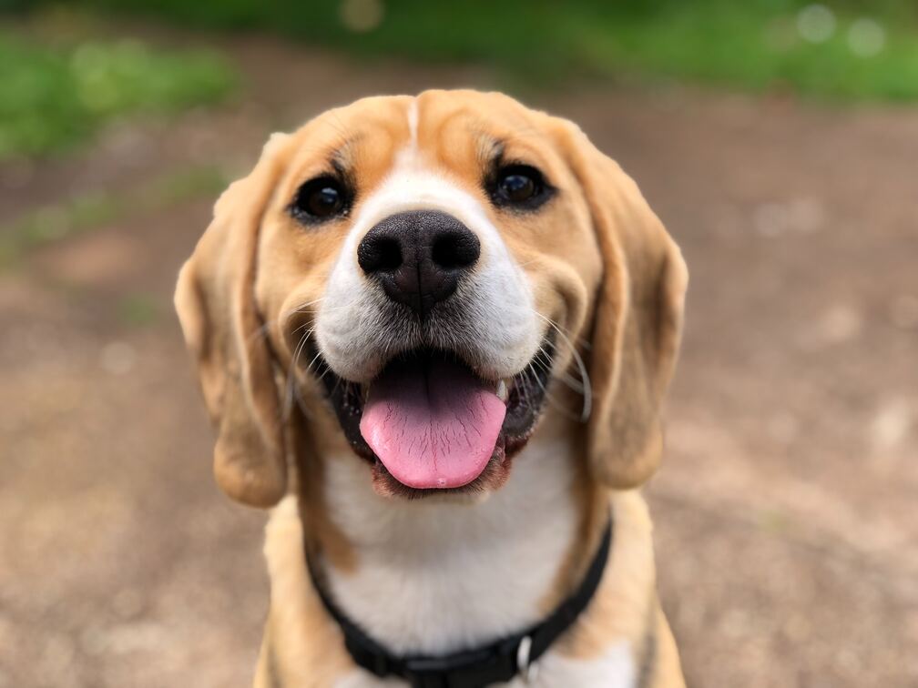 Guida alla scelta del guinzaglio perfetto per il tuo cane - SuperCucciolo