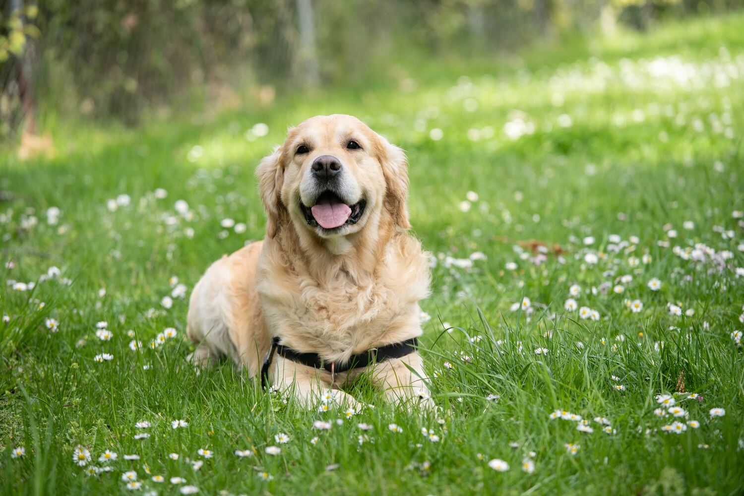 I benefici dell'esercizio fisico per cani - SuperCucciolo