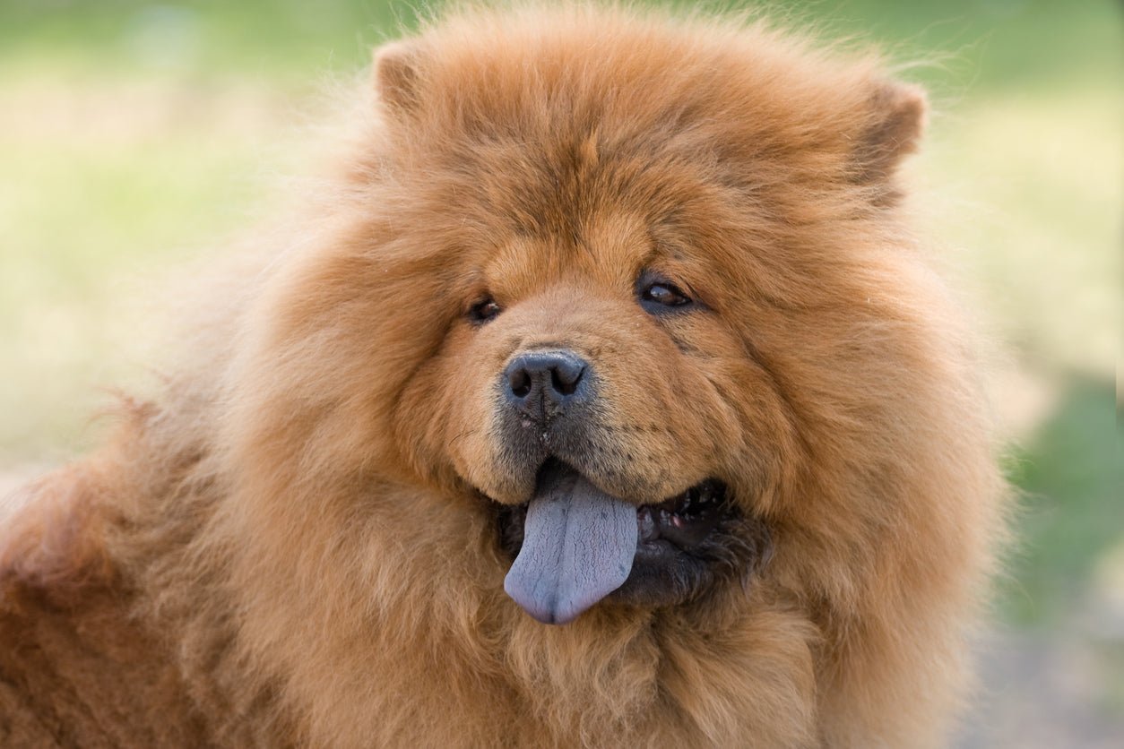 I Chow Chow e la loro Lingua Blu - SuperCucciolo