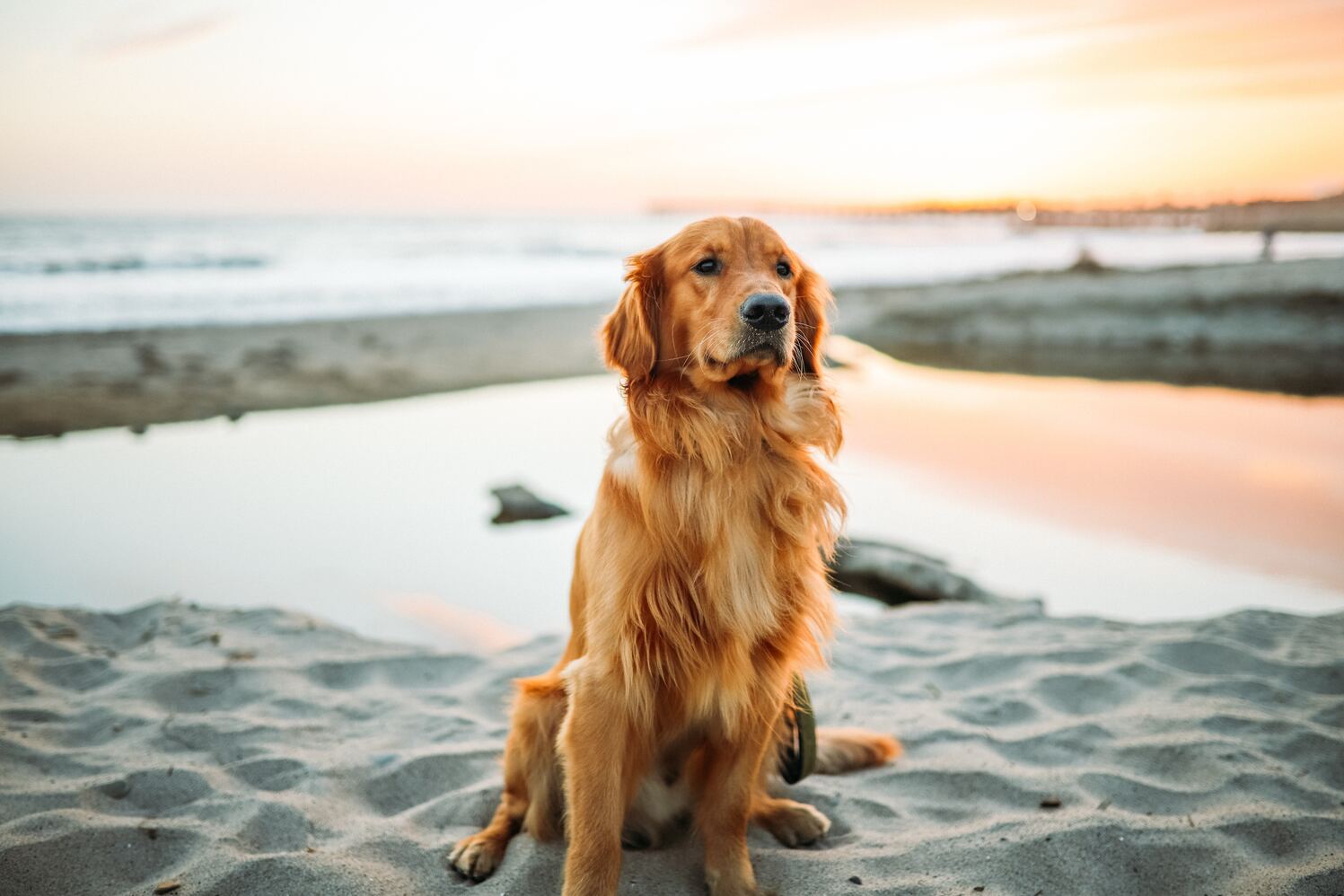 I segnali del linguaggio del corpo dei cani: Capire cosa stanno comunicando - SuperCucciolo