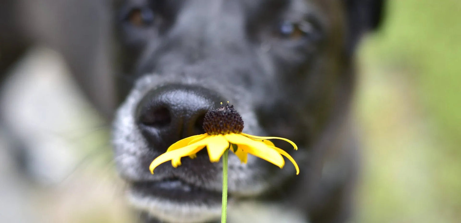 Il Super Olfatto dei Cani Rileva il Cancro - SuperCucciolo