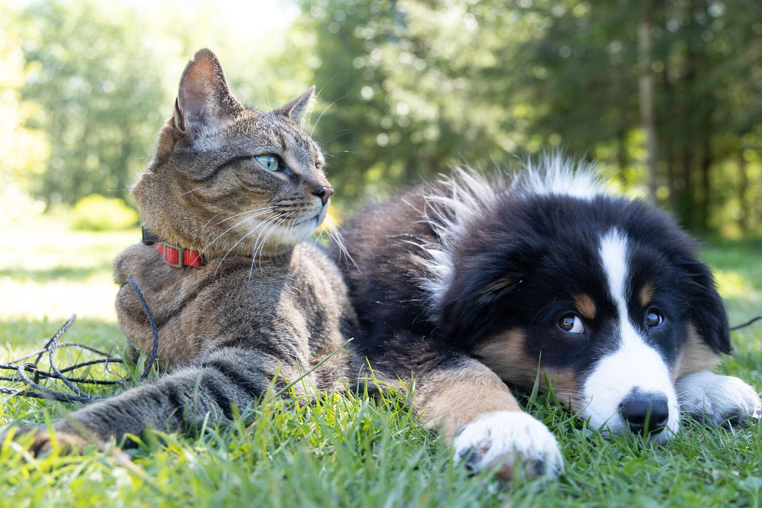 Quanta acqua dovrebbero bere Cani e Gatti - SuperCucciolo