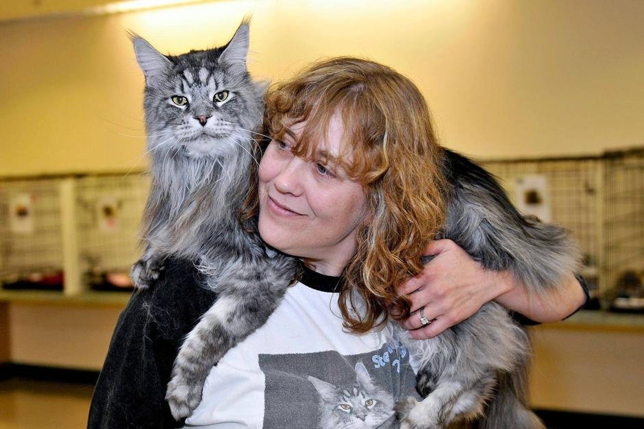Stewie il Maine Coon: Il Campione del Mondo dei Gatti Pesanti - SuperCucciolo