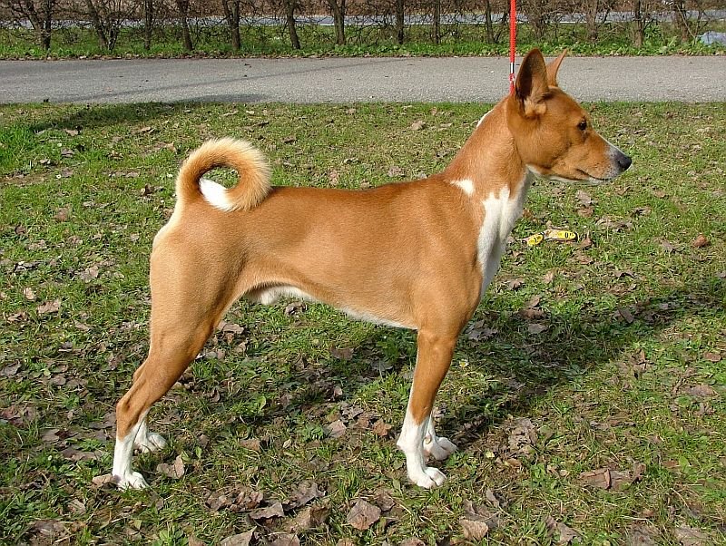 Una Razza "Senza Odore": Il Caso Affascinante del Basenji - SuperCucciolo