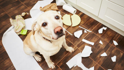 Come calmare un cane agitato - SuperCucciolo