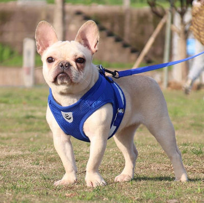 Pettorine | SuperCucciolo